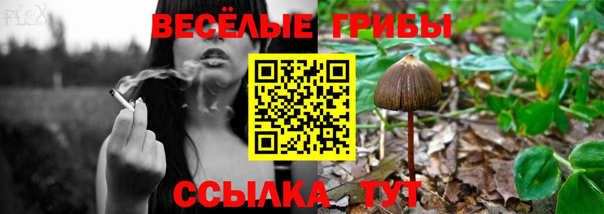Галлюциногенные грибы Psilocybe  Вход с VPN  Зеленогорск  Псилоцибиновые грибы прущие грибы 